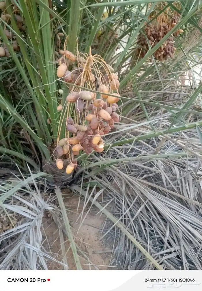 السلام عليكم ورحمه الله عندنا طيب متواجد في جده بحره جون جمي 10