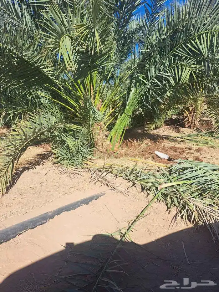 نخل طالع من المدينه اليوم علي البدع 5