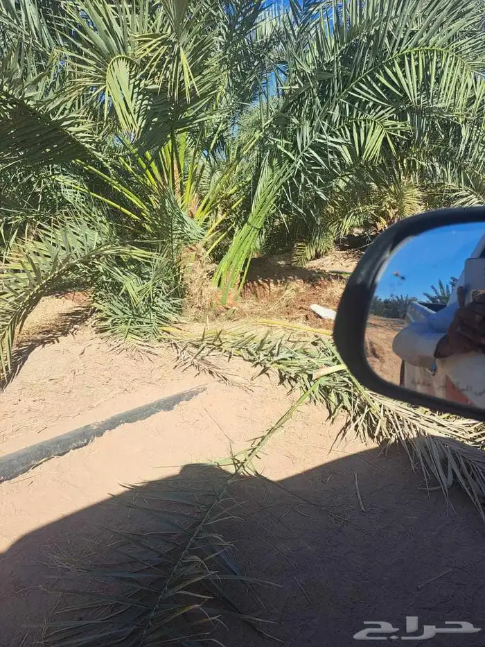 نخل طالع من المدينه اليوم علي البدع 6