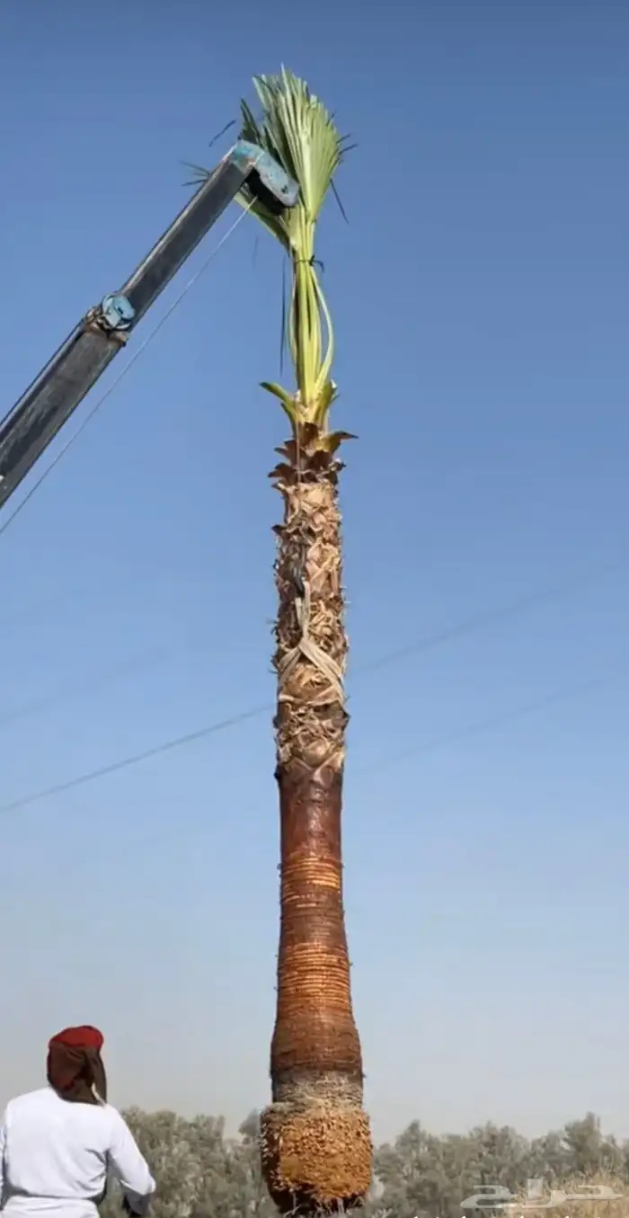 توريد وزرعه ثيل طبيعي وزراعه نخيل زيته وشنطن 5