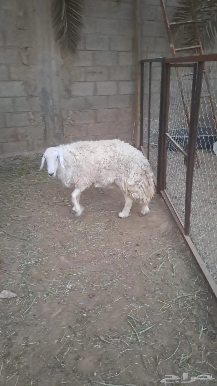 شاة حرية حرشاء حايل للبيع 0