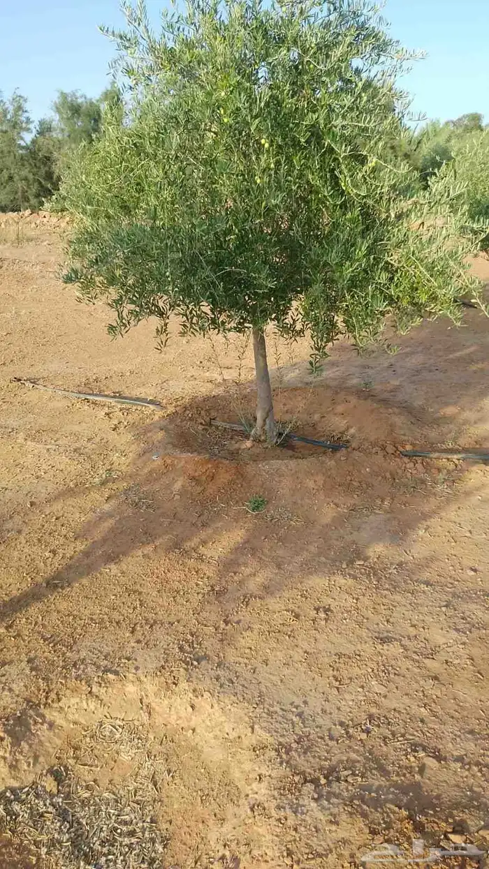 انخيل 6