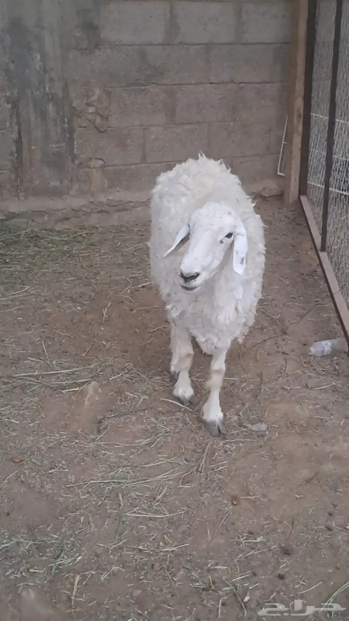 شاة حرية حرشاء حايل للبيع 5
