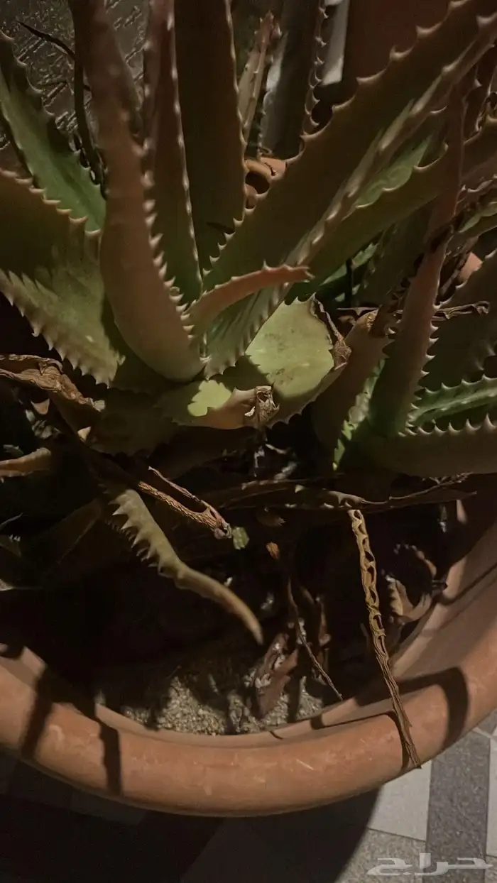 سير للبيع شغال وصبار العدد المطلوب 1