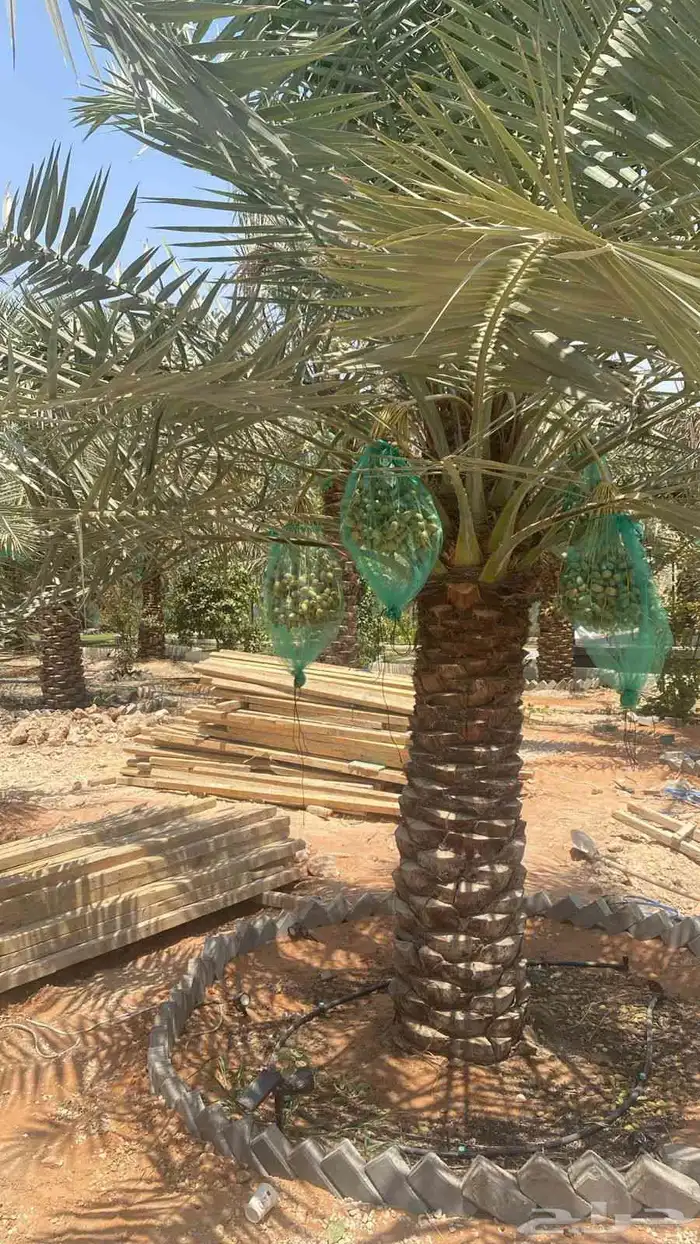 توريد جميع أنواع النخيل وتركيب الشبوك 1