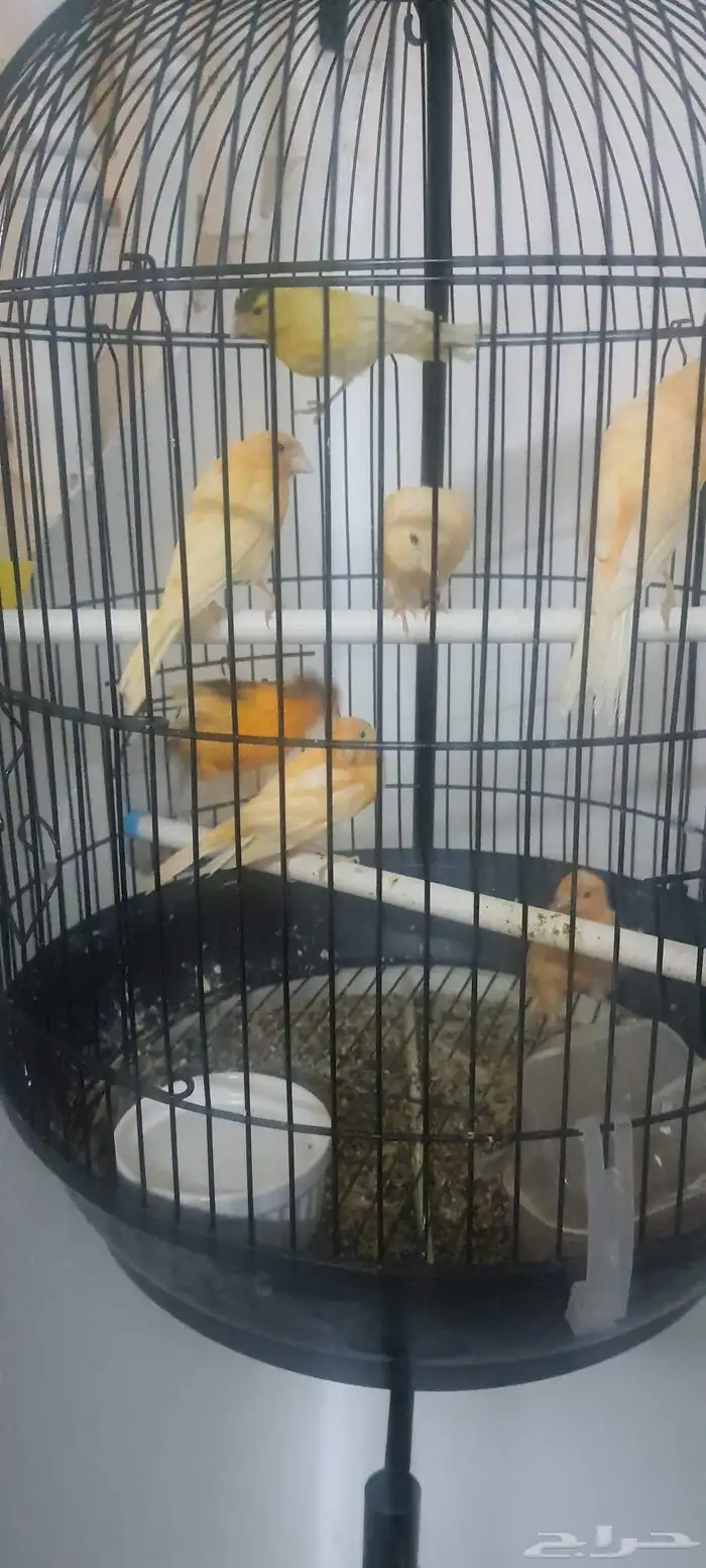 7 كناري وواحد تعبان 0