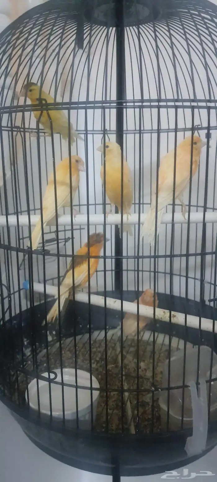 7 كناري وواحد تعبان 1