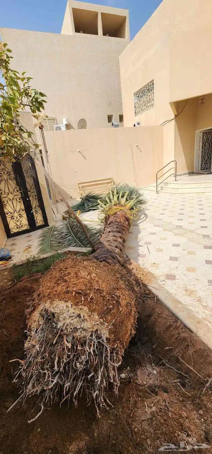قلع وغرس وتوريد جميع انوع النخيل الوشنطمي والعربي وتزين 0