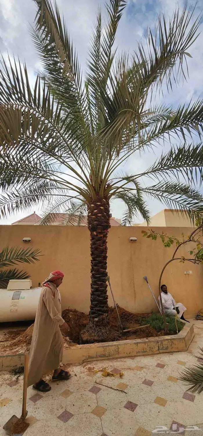 قلع وغرس وتوريد جميع انوع النخيل الوشنطمي والعربي وتزين 2