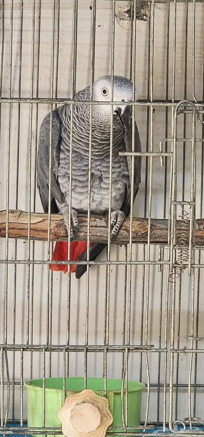 ذكر كاسكو محلل 4