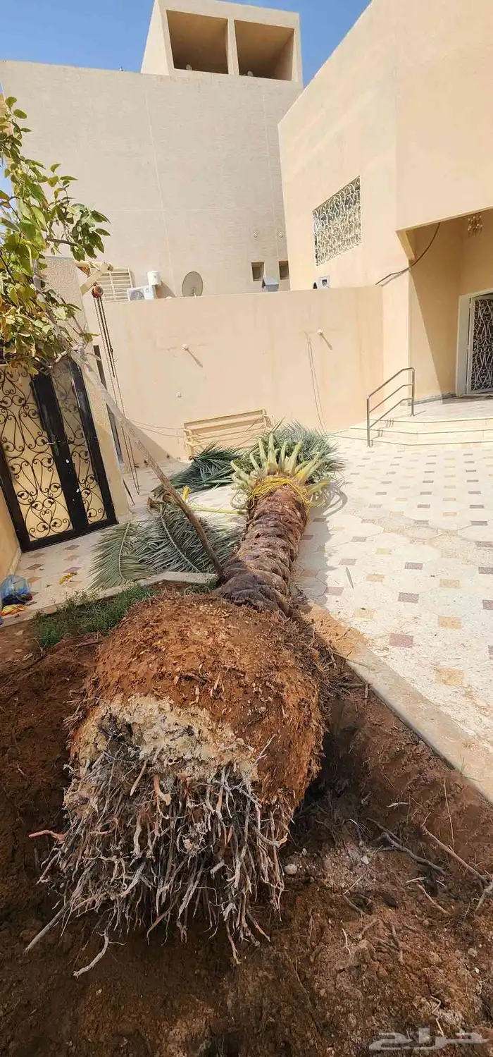 قلع وغرس وتوريد جميع انوع النخيل الوشنطمي والعربي وتزين 1