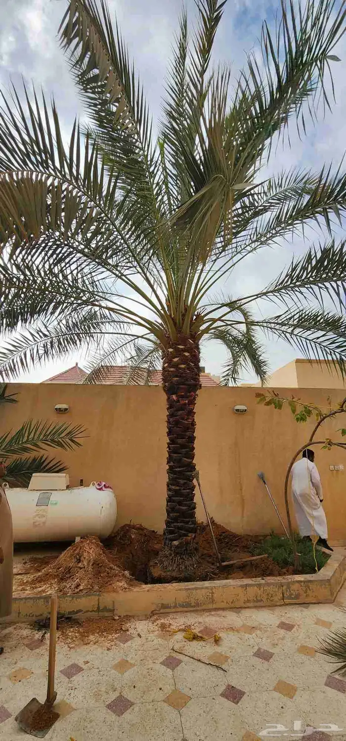 قلع وغرس وتوريد جميع انوع النخيل الوشنطمي والعربي وتزين 3