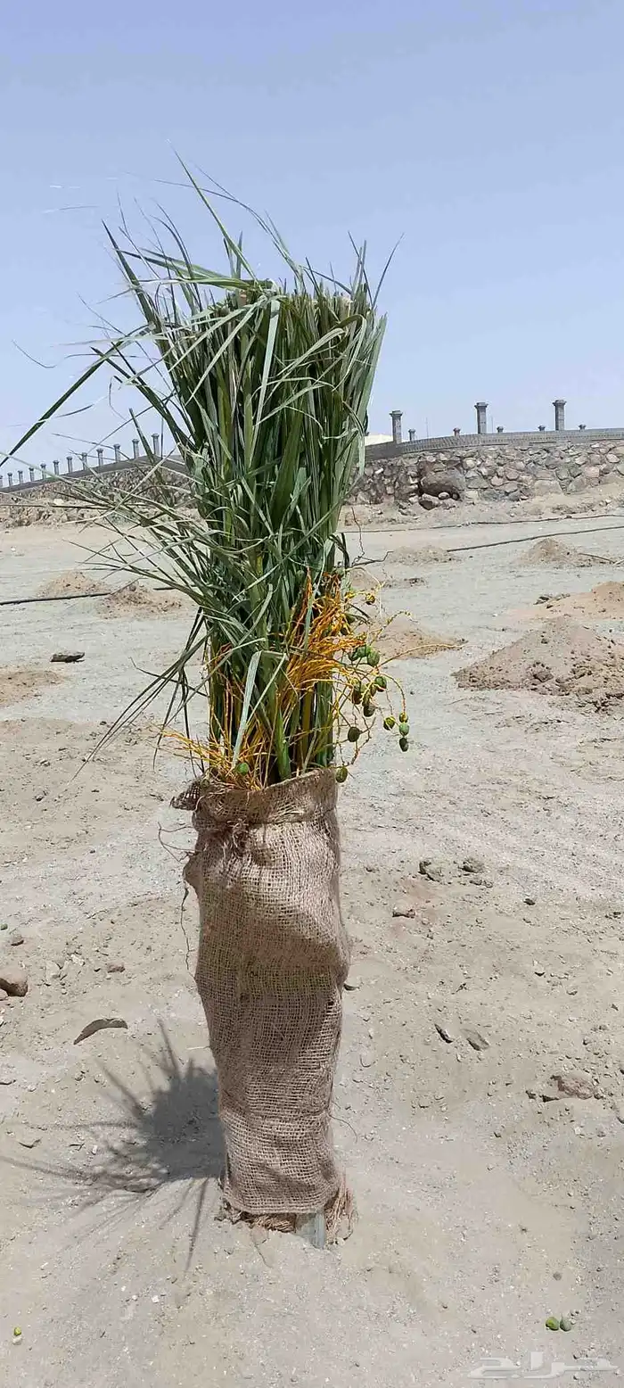 نخل للبيع الرياض القصيم 5