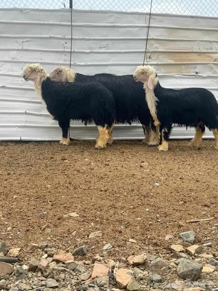 فحل نجدي للبيع 3