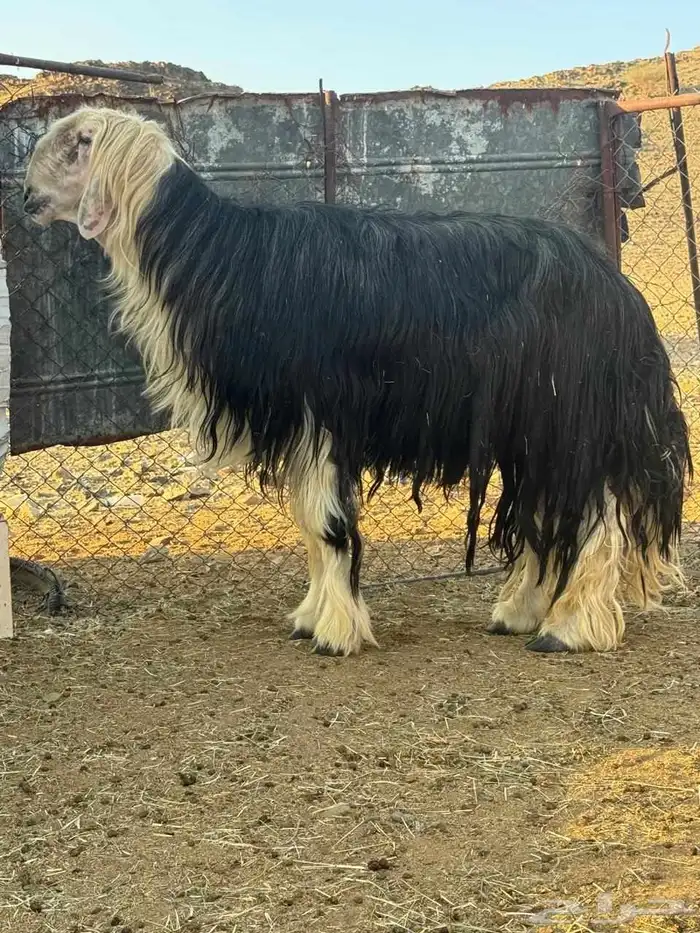 فحل نجدي للبيع 1