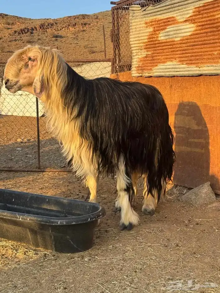 فحل نجدي للبيع 2