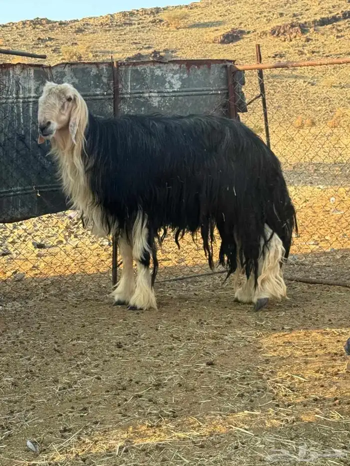 فحل نجدي للبيع 0