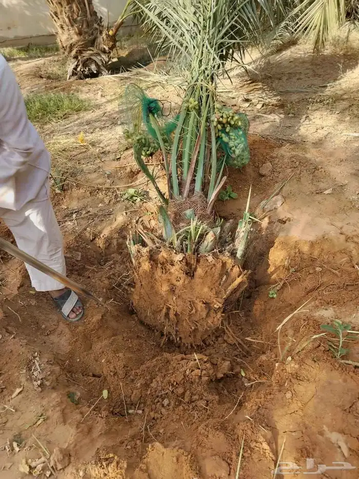 نخل جثايث فسايل للبيع جميع انواع 1