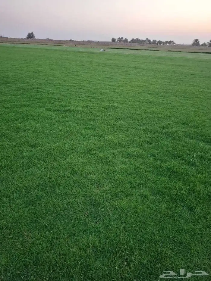 ثيل طبيعي سي الفين (C2000) صافي ونقي على الشرط شكل جمالي وخض 3