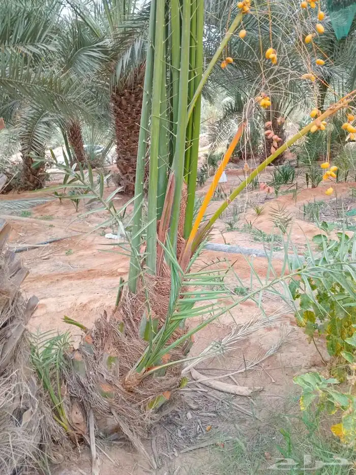 نخل جثايث فسايل للبيع جميع انواع 2