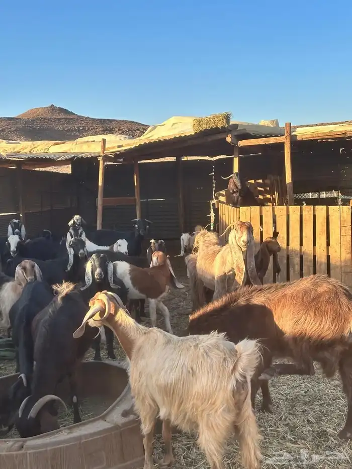 معزا بريات للبيع 2