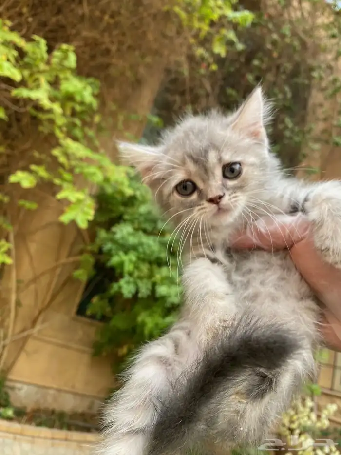 عروض اليوم الوطني سكوتش فولد مطعمين مدربين للبيع ولايوجد تبن 16