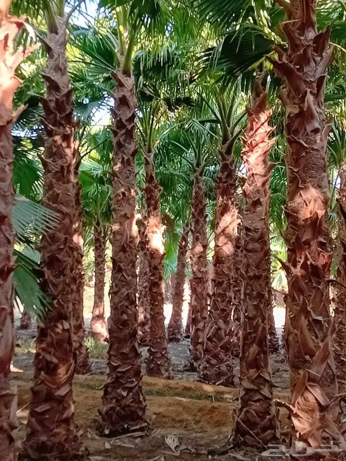 نخل زينه واشنطني أمريكي بجميع المقسات 8