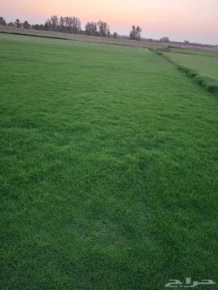 ثيل طبيعي سي الفين (C2000) صافي ونقي على الشرط شكل جمالي وخض 2