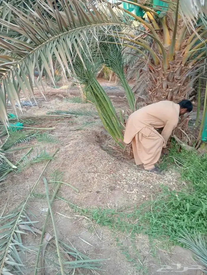 نخل طالع من المدينه اليوم علي البدع 9