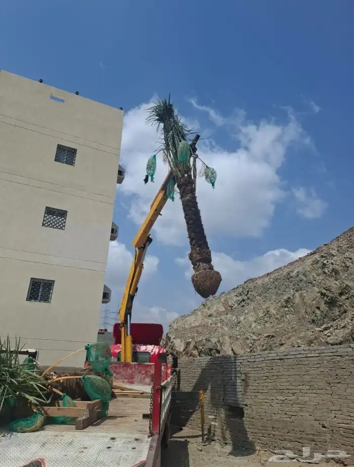 يوجد لدينا جميع انواع النخيل المثمره وجميع المقاسات المختلفة 19
