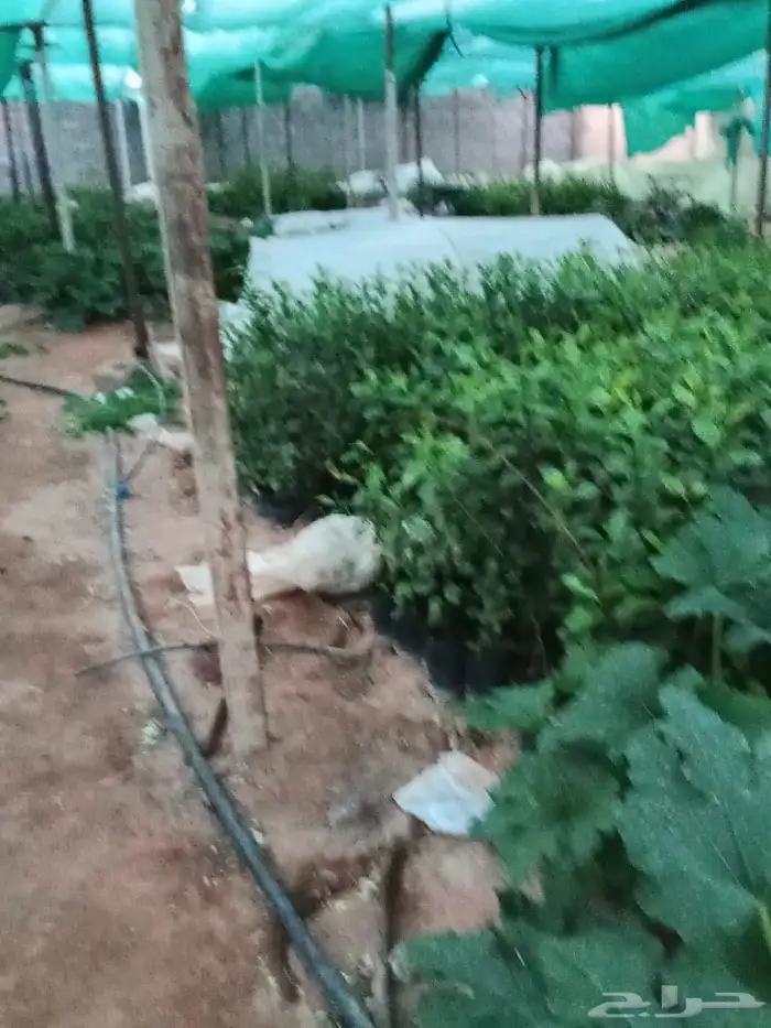 يوجد مزارع جميع اشجار وخبره 20سنه 1