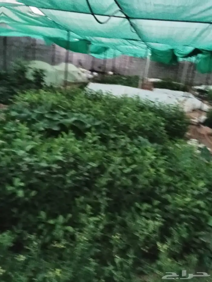 يوجد مزارع جميع اشجار وخبره 20سنه 0