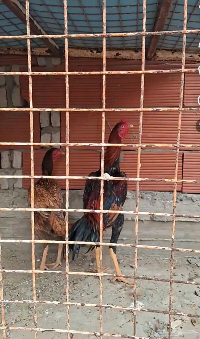 ديك سندي 2