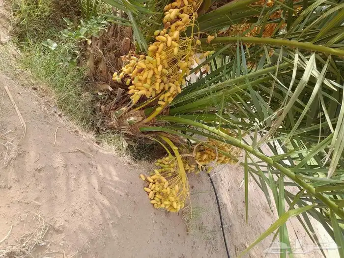 لبيع نخيل القصيم ارس 2