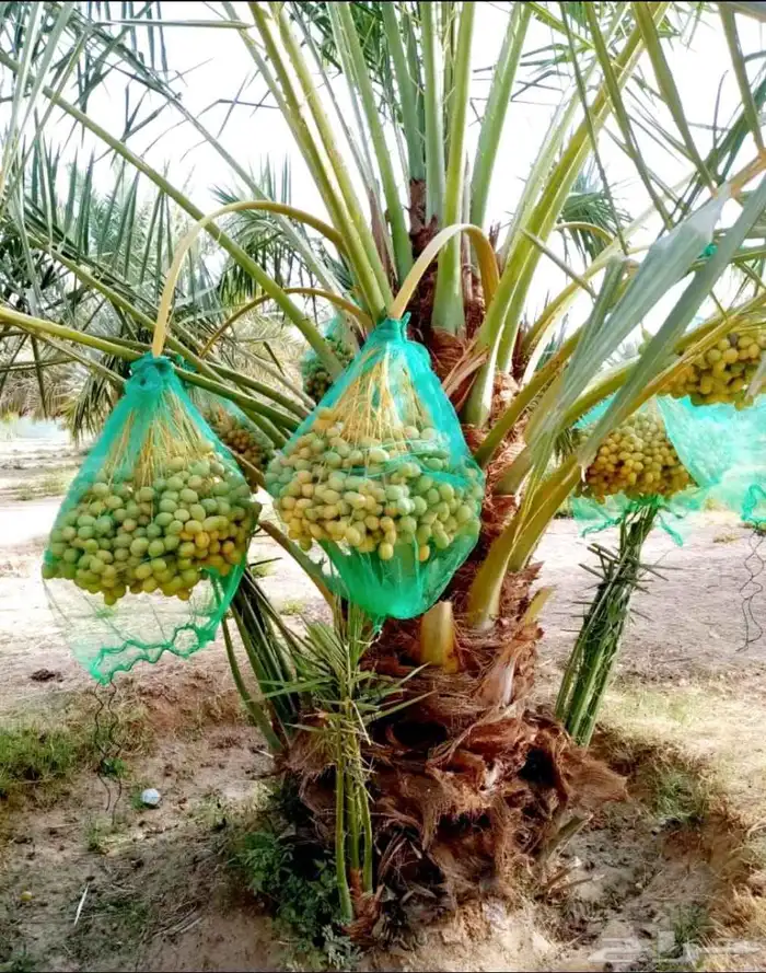 نخل مثمر نقايل جثايث نخل واشنطني اخلاص سكري برحي صقعي شيشي 0
