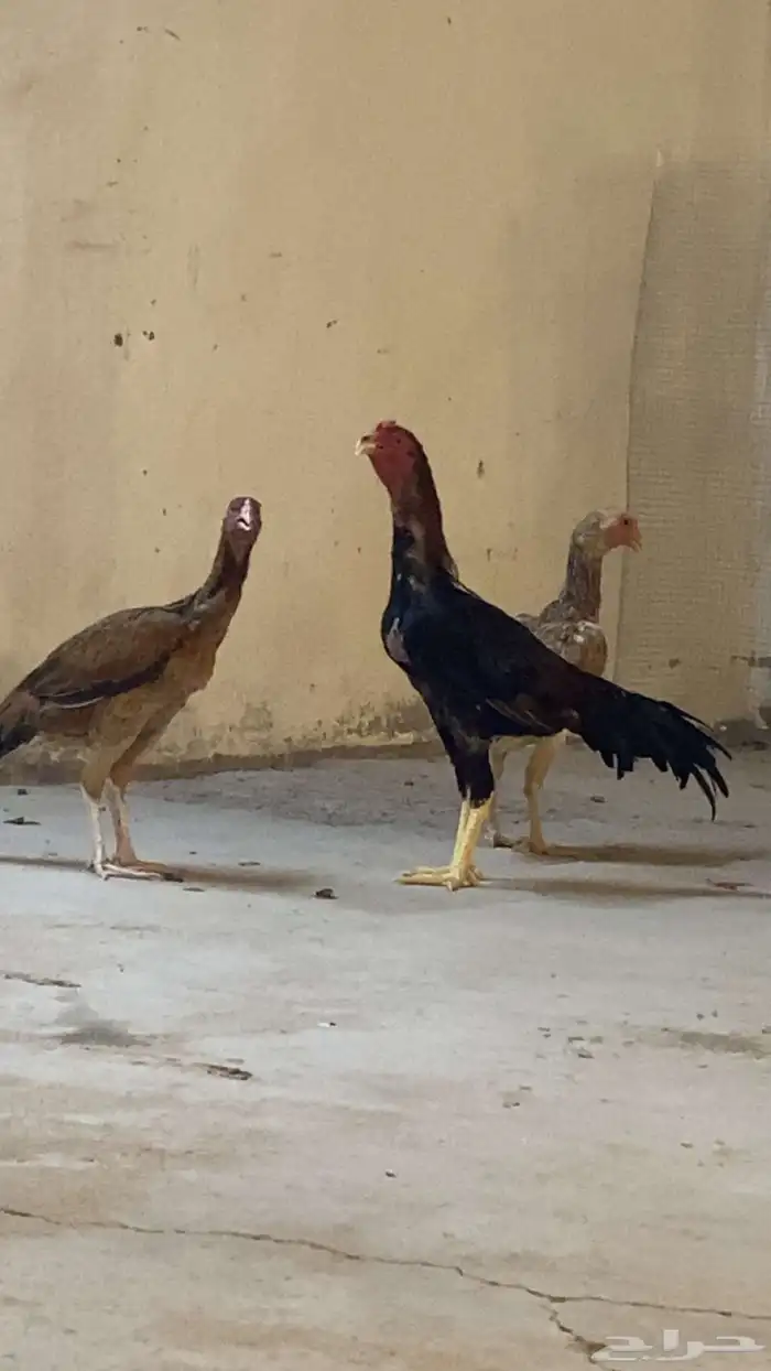 للبيع دجاجه شامو يباني 0