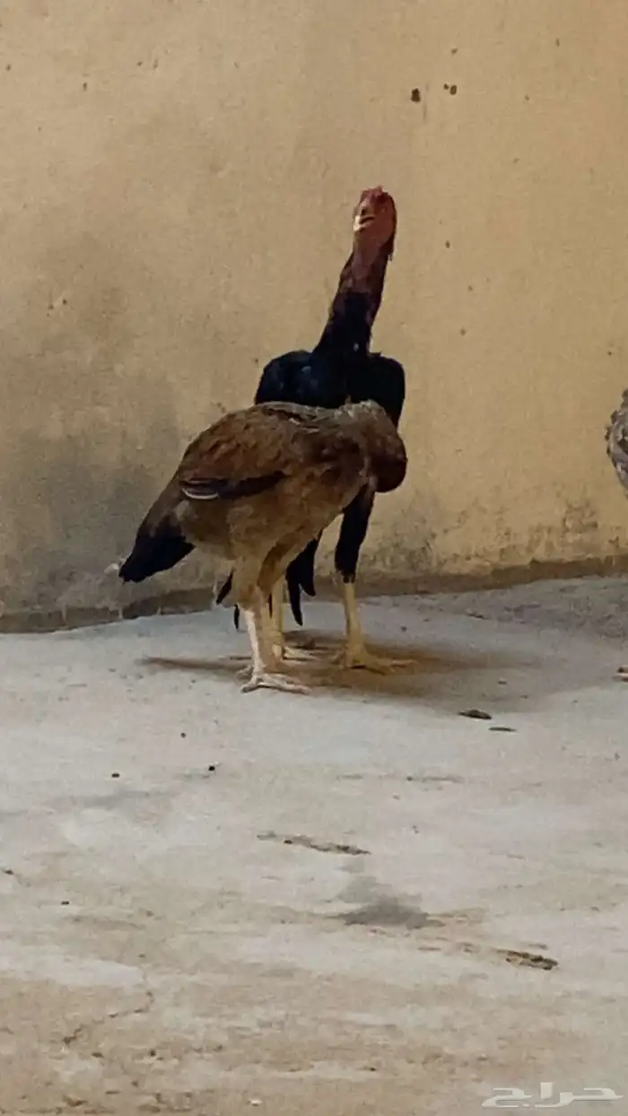 للبيع دجاجه شامو يباني 1