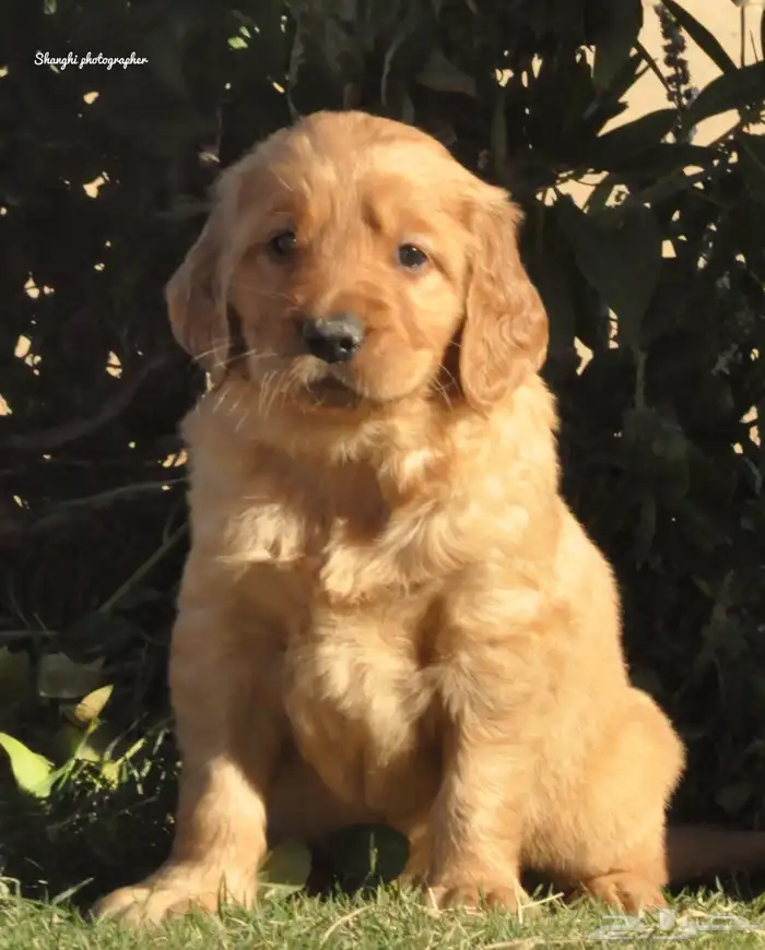 Golden retriever puppy 3