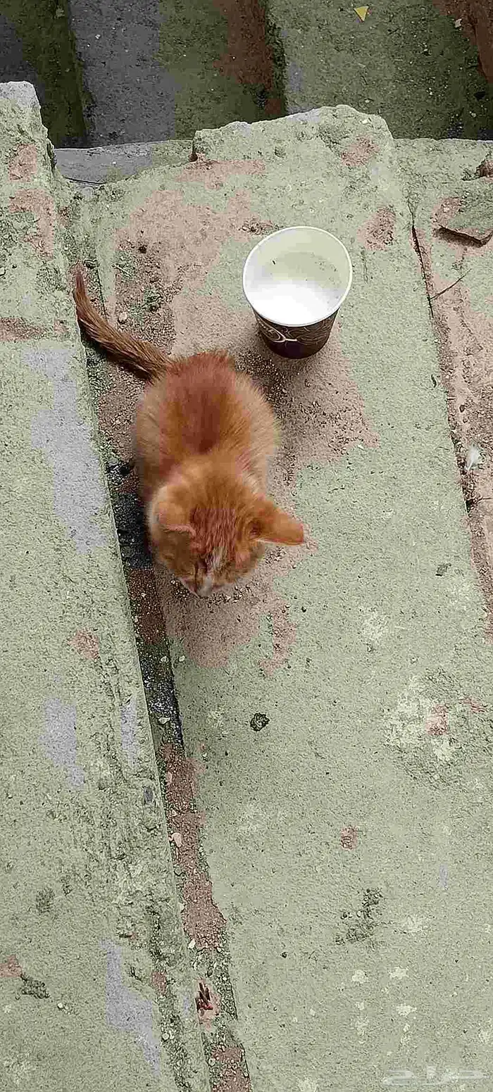 قطه لتبني 3