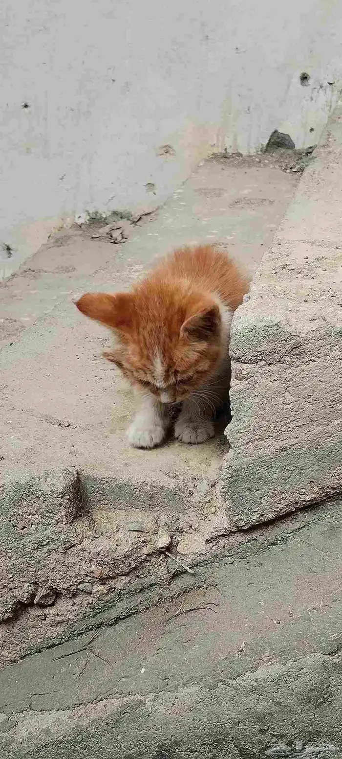 قطه لتبني 2