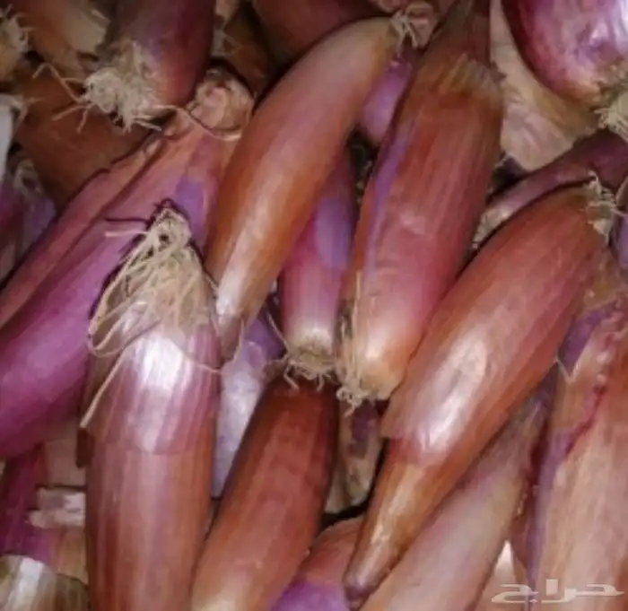 بذور بصل اخضر حساوي 2