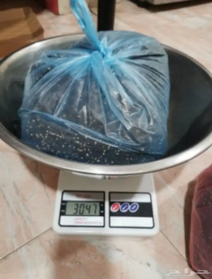 بذور بصل اخضر حساوي 1