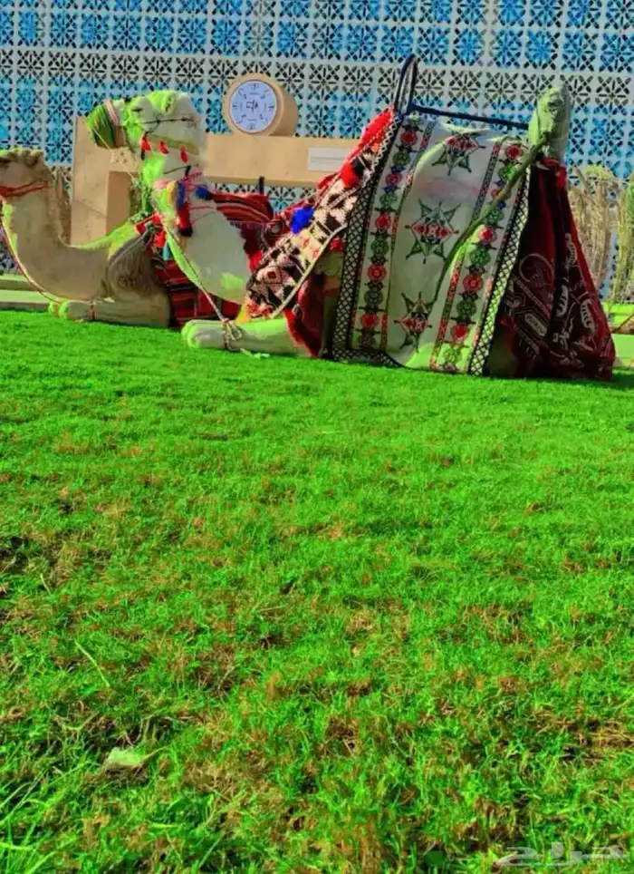 Horses and camels for rent 5