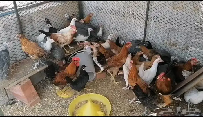 دجاج للبيع بشاير 3