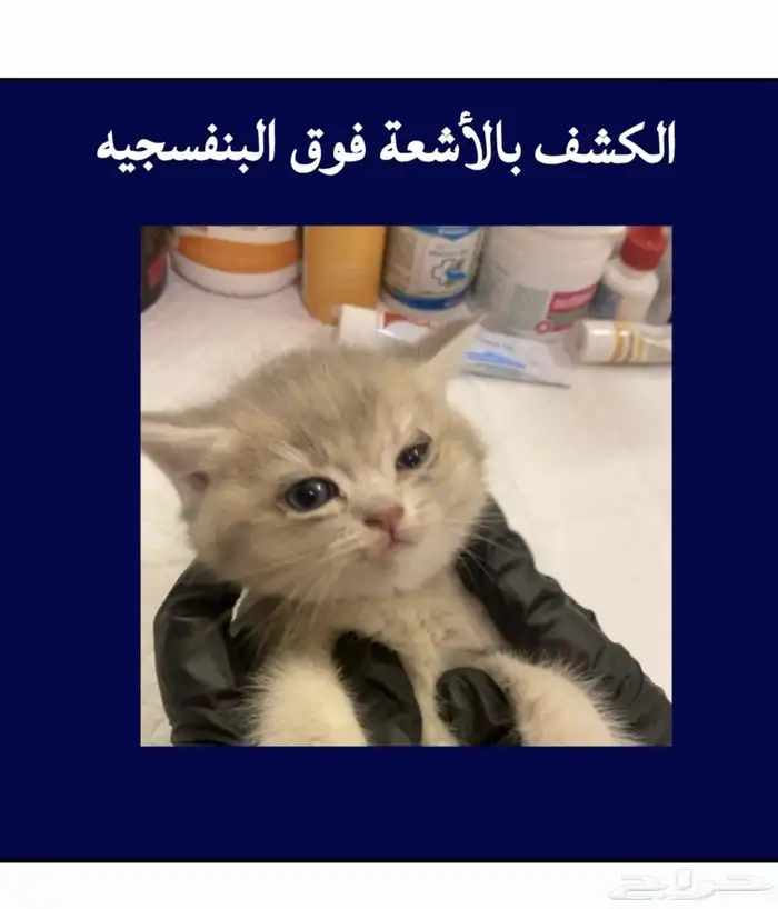 علاج فطريات القطط 0