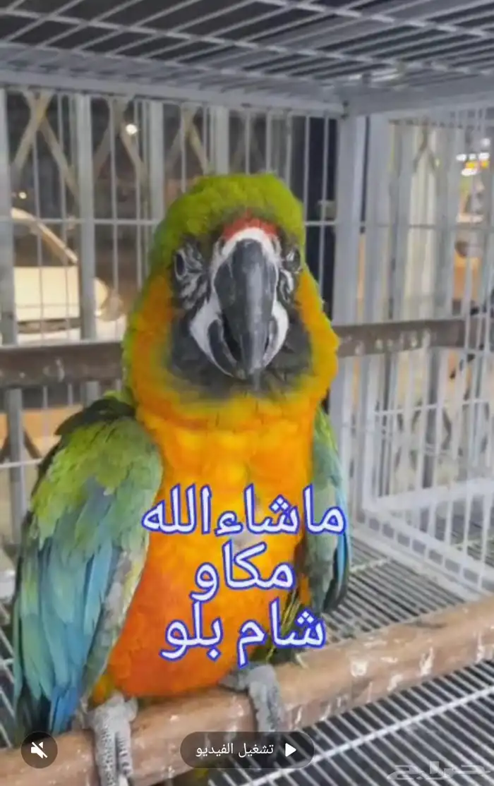 فرخ مكاو هجين شام بلو 1