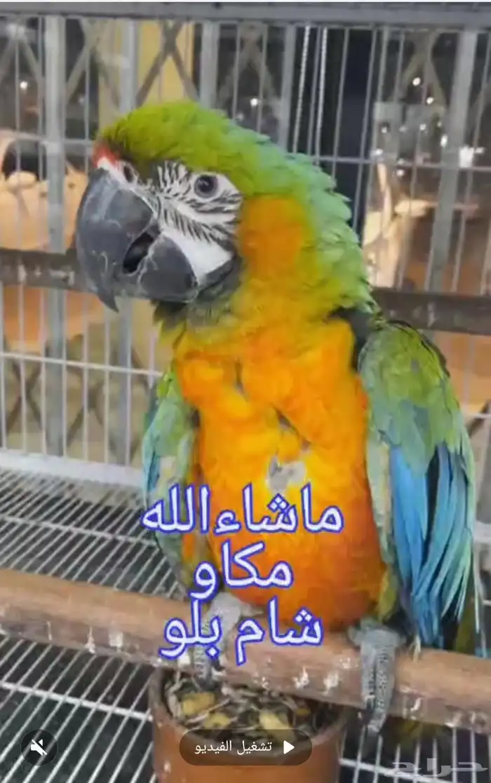 فرخ مكاو هجين شام بلو 0
