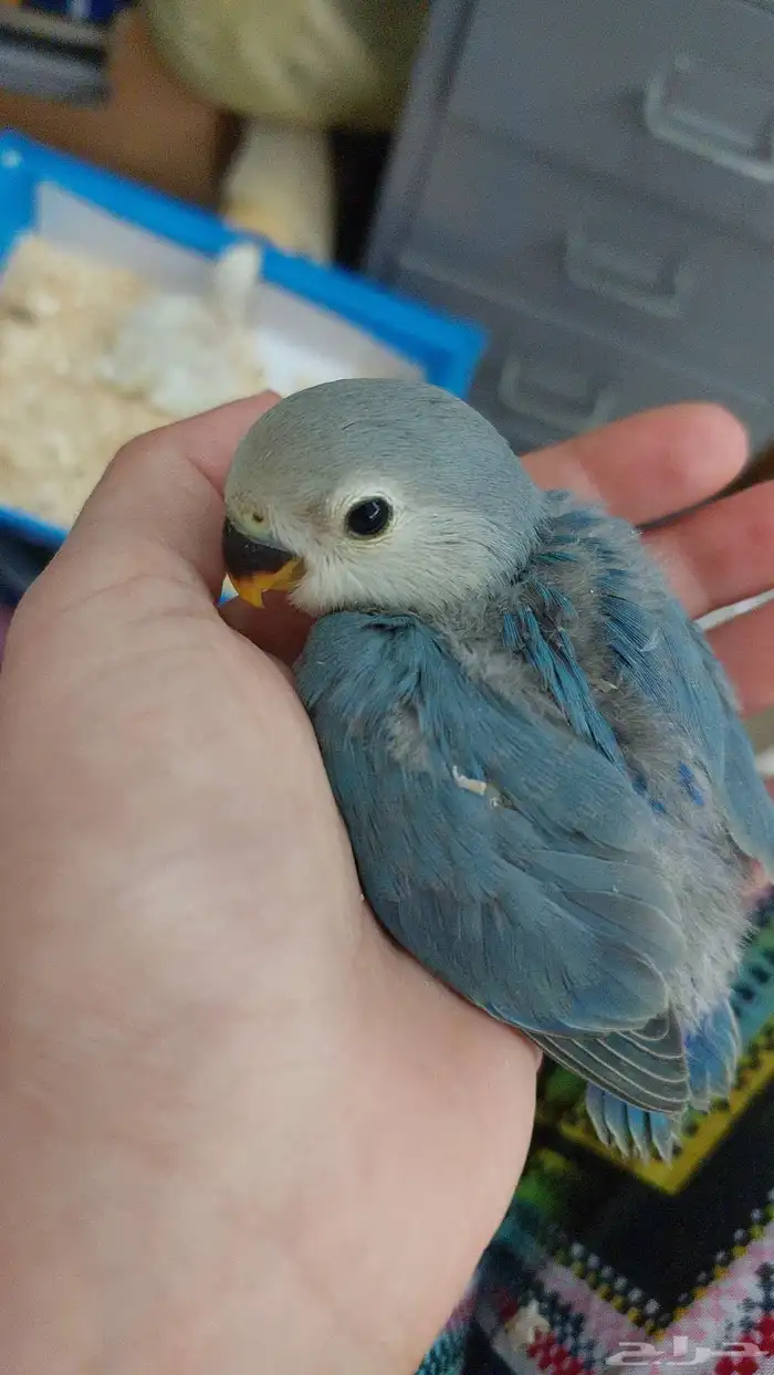 روز (تم البيع ) 3