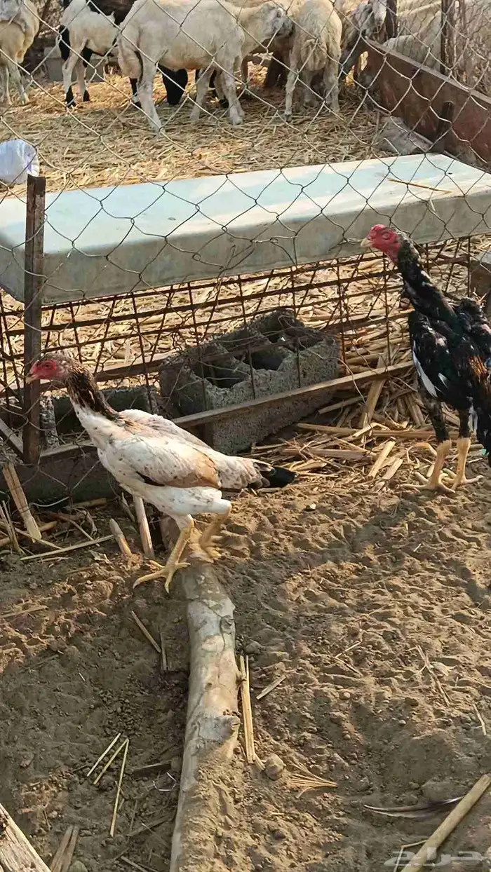 شامو ياباني 3