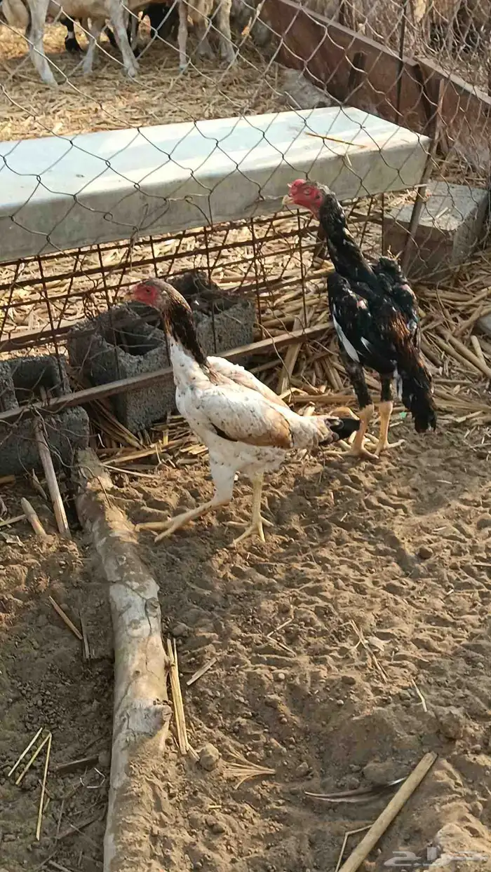 شامو ياباني 0